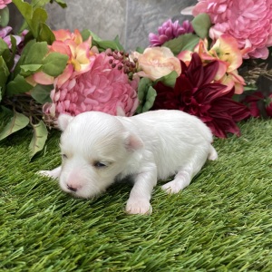 Maltese Puppy Leslie