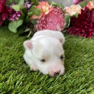 Maltese Puppy Leslie
