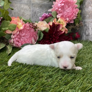 Maltese Puppy Leslie