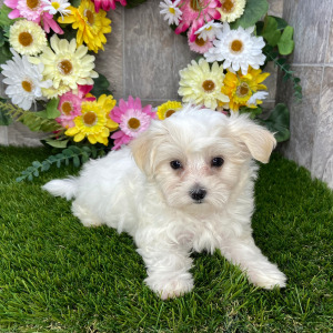 Maltese Puppy Leslie