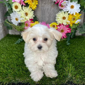 Maltese Puppy Leslie