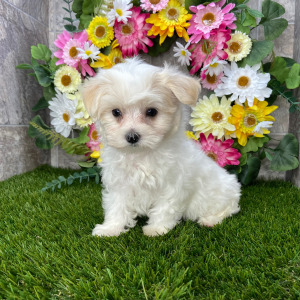 Maltese Puppy Leslie
