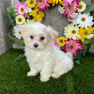 Maltese Puppy Leslie