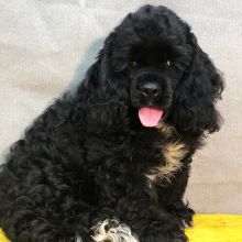 Cocker Spaniel Puppy Savior