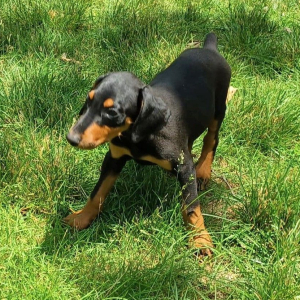 Doberman Pinscher Puppy Rex