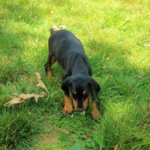 Doberman Pinscher Puppy Rex