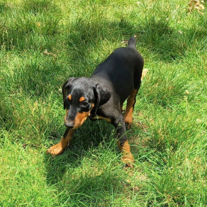 Doberman Pinscher Puppy Rex