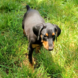 Doberman Pinscher Puppy Rex