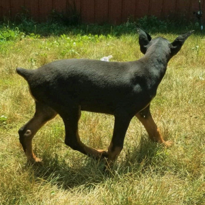 Doberman Pinscher Puppy Rex