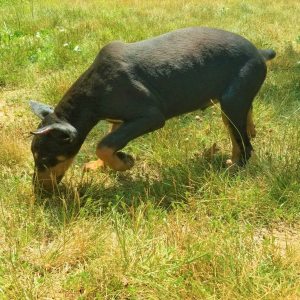 Doberman Pinscher Puppy Rex