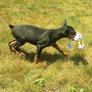 Doberman Pinscher Puppy Rex