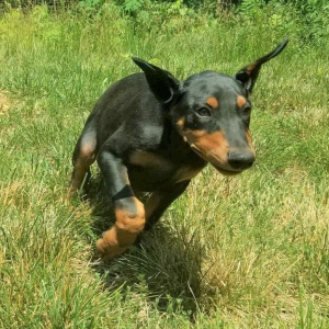 Doberman Pinscher Puppy Rex