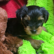 Yorkshire Terrier Puppy Candy