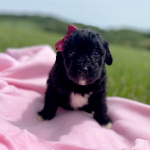 Aussiedoodle Puppy Claire