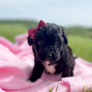 Aussiedoodle Puppy Claire