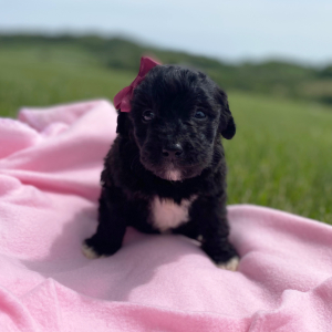 Aussiedoodle Puppy Claire
