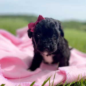 Aussiedoodle Puppy Claire