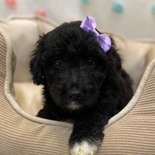 Aussiedoodle Puppy Claire