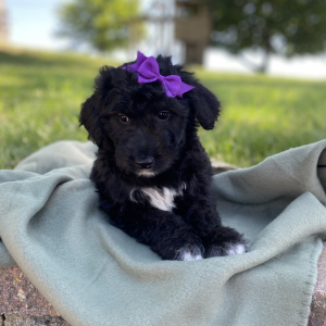 Aussiedoodle Puppy Claire