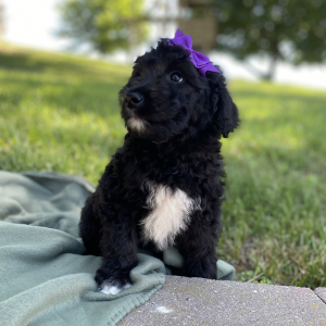 Aussiedoodle Puppy Claire