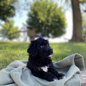 Aussiedoodle Puppy Claire