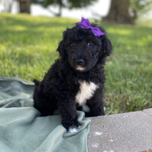 Aussiedoodle Puppy Claire