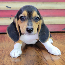 Beagle Puppy Bella