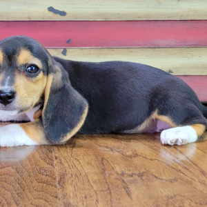 Beagle Puppy Bella