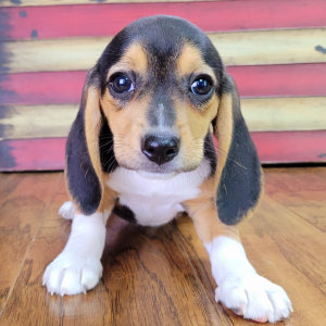 Beagle Puppy Bella