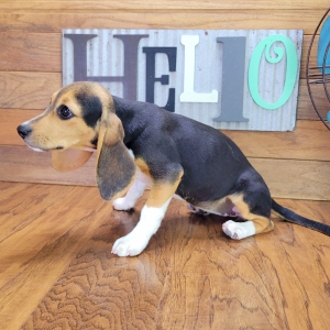 Beagle Puppy Bella