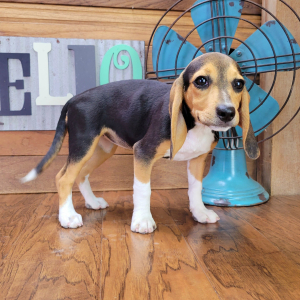 Beagle Puppy Bella