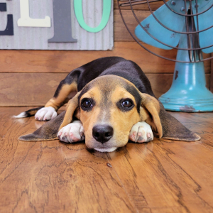 Beagle Puppy Bella