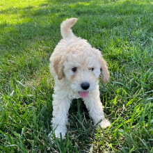 Labradoodle Puppy Bobby