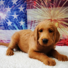 Labradoodle Puppy Ginger