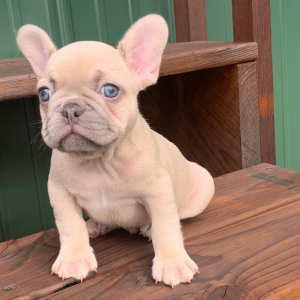 French Bulldog Puppy Bertram