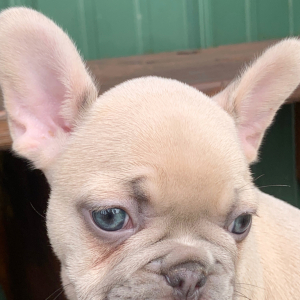 French Bulldog Puppy Bertram