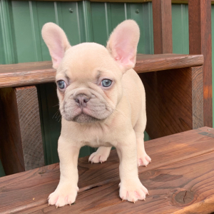 French Bulldog Puppy Bertram