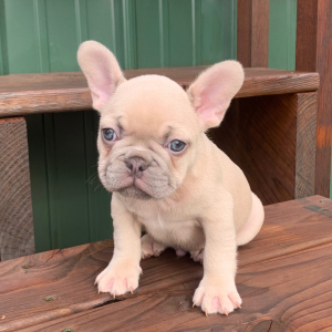 French Bulldog Puppy Bertram