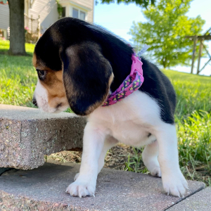 Beagle Puppy Gali