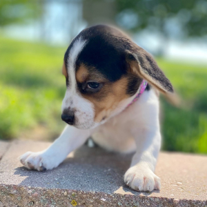 Beagle Puppy Gali