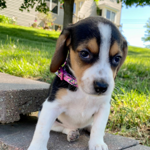 Beagle Puppy Gali