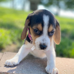 Beagle Puppy Gali