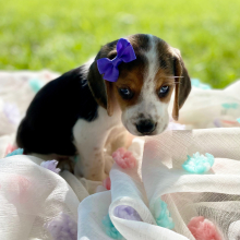Beagle Puppy Ladi