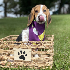 Beagle Puppy Ladi
