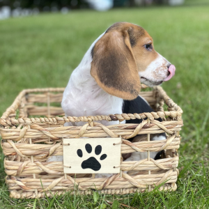 Beagle Puppy Ladi