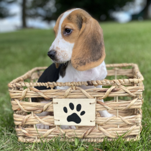 Beagle Puppy Ladi