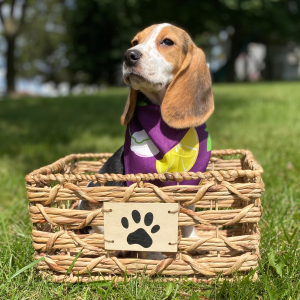 Beagle Puppy Ladi