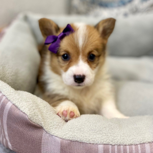 Pembroke Welsh Corgi Puppy Latissa
