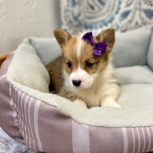 Pembroke Welsh Corgi Puppy Latissa