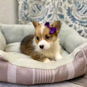 Pembroke Welsh Corgi Puppy Latissa